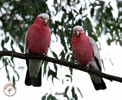 Galahs 9Y517D-004.JPG